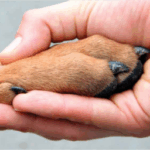 Consejos para mejorar la vida con tu mascota