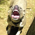 Liberó a sus pitbulls para evitar ser detenida: dos policías resultaron heridos en Córdoba